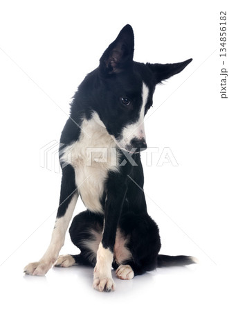 puppy border collie puppy border collie 134856182