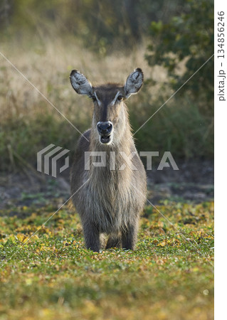 Waterbuck in South Luangwa National Park, Zambia 134856246