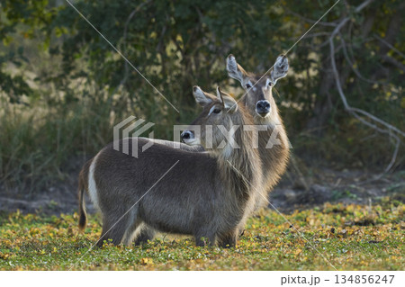 Waterbuck in South Luangwa National Park, Zambia Waterbuck in South Luangwa National Park, Zambia 134856247