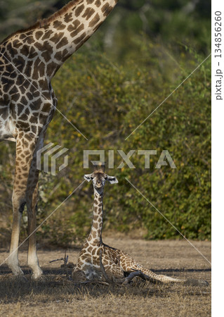 Young Thornicroft giraffe in Zambia Young Thornicroft giraffe in Zambia 134856260