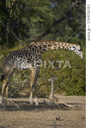 Young Thornicroft giraffe in Zambia 134856261