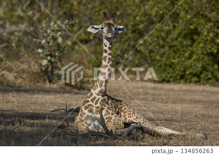 Young Thornicroft giraffe in Zambia 134856263