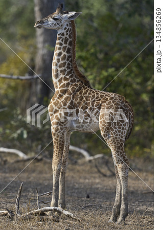 Young Thornicroft giraffe in Zambia 134856269