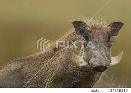 Warthog in South Luangwa National Park 134856310