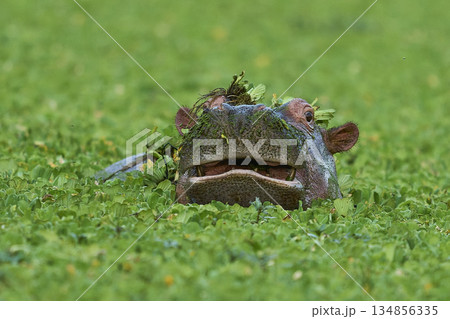 Hippopotamus in a lagoon 134856335