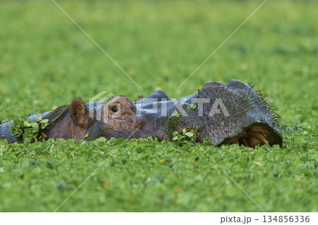 Hippopotamus in a lagoon Hippopotamus in a lagoon 134856336