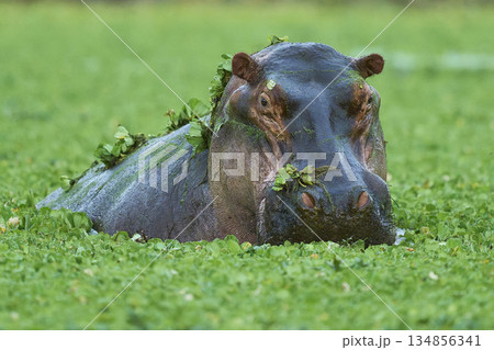 Hippopotamus in a lagoon 134856341
