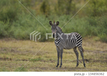 Crawshay's zebra 134856362