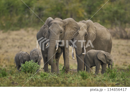 Elephants in South Luangwa National Park, Zambia  134856417