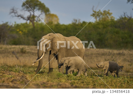 Elephants in South Luangwa National Park, Zambia  134856418