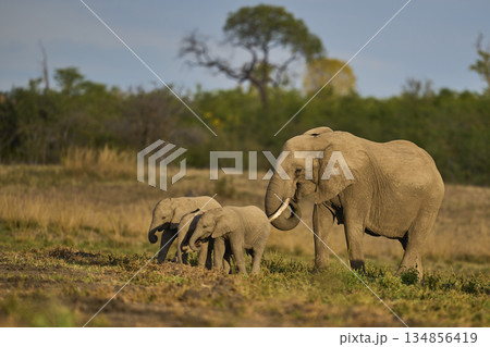 Elephants in South Luangwa National Park, Zambia  134856419