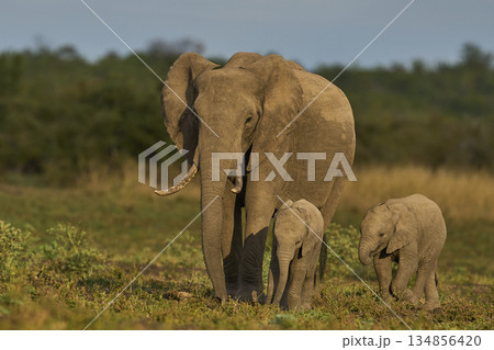 Elephants in South Luangwa National Park, Zambia  134856420