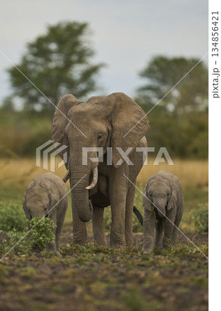 Elephants in South Luangwa National Park, Zambia  134856421