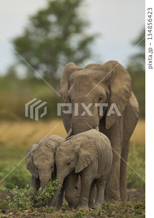 Elephants in South Luangwa National Park, Zambia  134856423