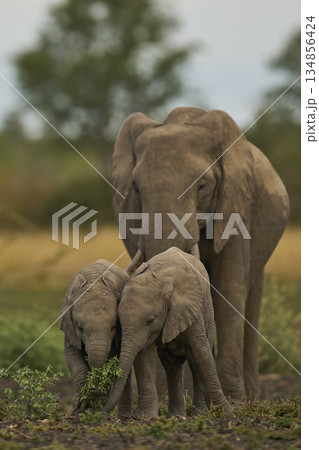 Elephants in South Luangwa National Park, Zambia Elephants in South Luangwa National Park, Zambia 134856424