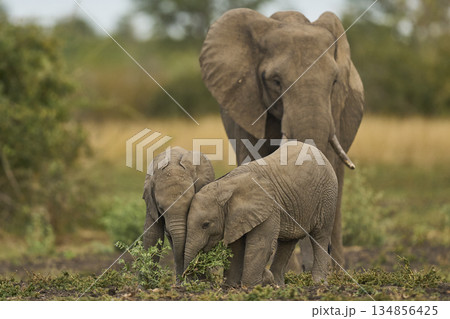 Elephants in South Luangwa National Park, Zambia  134856425