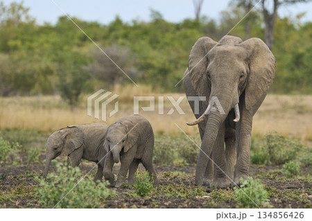 Elephants in South Luangwa National Park, Zambia  134856426