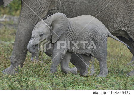 Elephants in South Luangwa National Park, Zambia  134856427