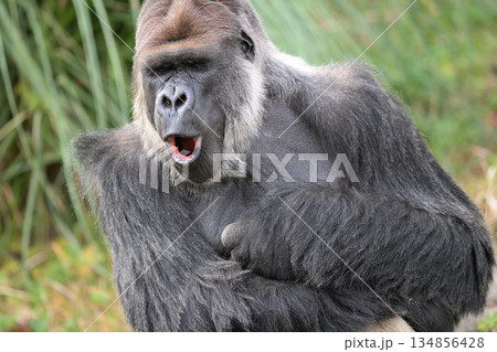 目を閉じ口を開けるゴリラ 134856428