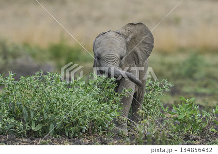 Young African Elephant 134856432