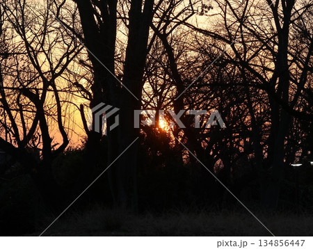 赤い夕陽に染まる森の木々 赤い夕陽に染まる森の木々 134856447