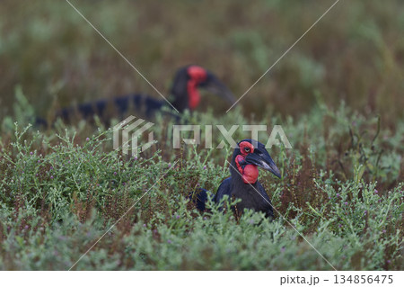 Southern Ground-Hornbill Southern Ground-Hornbill 134856475