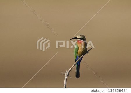 White-fronted Bee-eater 134856484