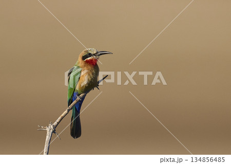 White-fronted Bee-eater 134856485