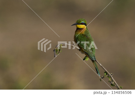 Little Bee-eater 134856506