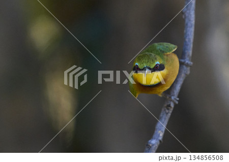 Little Bee-eater 134856508