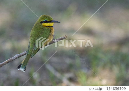 Little Bee-eater Little Bee-eater 134856509