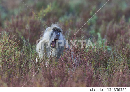 Yellow Baboon Yellow Baboon 134856522