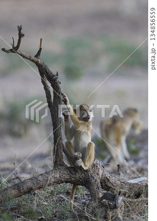 Young Yellow Baboon Young Yellow Baboon 134856559