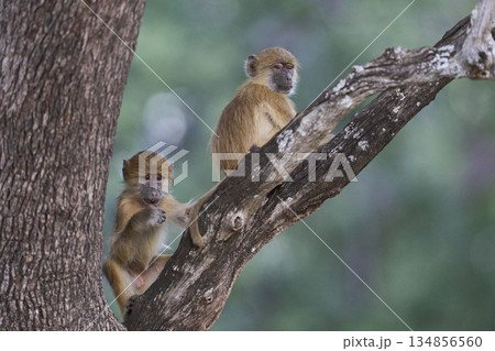 Young Yellow Baboon Young Yellow Baboon 134856560