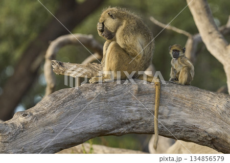 Adult and baby Yellow Baboon in a tree Adult and baby Yellow Baboon in a tree 134856579