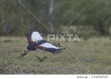 Grey Crowned Cranes Grey Crowned Cranes 134856597