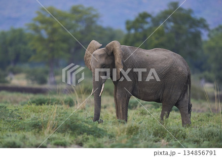 African Elephant in Zambia African Elephant in Zambia 134856791