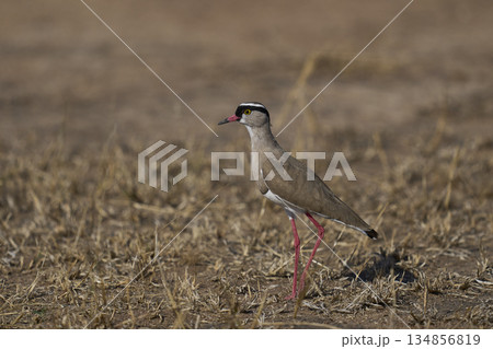 Crowned Lapwing 134856819