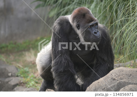 背から腰の白い毛が美しいゴリラ 134856971