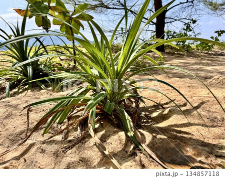 Tropical plant Pandanus amaryllifolius, pandanus 134857118