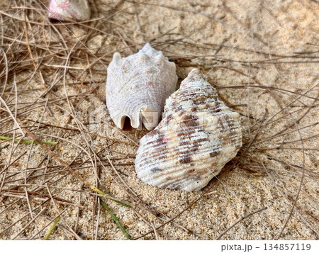 Two beautiful shells are lying on the yellow sand 134857119