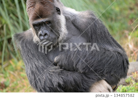 無いように見えてもゴリラにはゴリラの悩みがあるんだよねというゴリラ 134857582