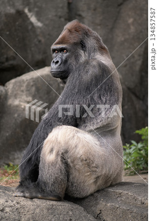 あまり見つめて欲しくないのですけど、とゴリラは思っている 134857587