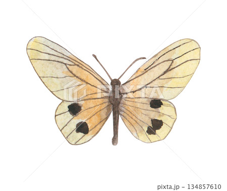 Multicolored watercolor butterflies isolated on a white background. Spring illustration of butterflies in yellow color. Suitable for covers, backgrounds, advertisements, etc... Multicolored watercolor butterflies isolated on a white background. Spring illustration of butterflies in yellow color. Suitable for covers, backgrounds, advertisements, etc... 134857610