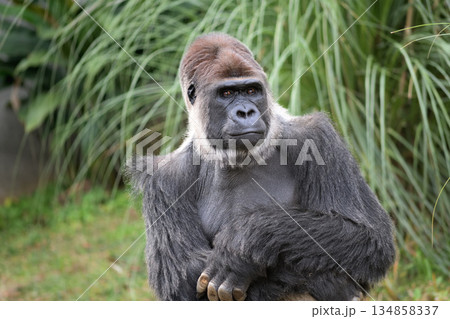 いつでもシャッターチャンスですよとポーズをとるゴリラ 134858337
