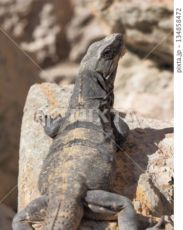 マヤ遺跡に住むイグアナ マヤ遺跡に住むイグアナ 134858472