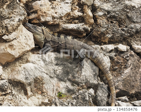 メキシコの遺跡の岩で休むイグアナ メキシコの遺跡の岩で休むイグアナ 134858476