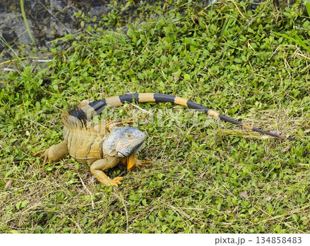 グアテマラの湖沿いのグリーンイグアナ 134858483
