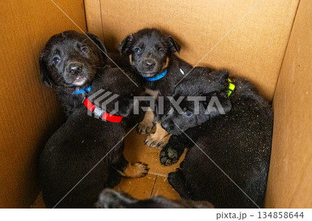Puppies in box. Black puppy adopt pet Puppies in box. Black puppy adopt pet 134858644