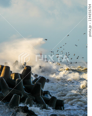 Powerful Baltic Sea storm waves crashing against breakwater blocks with seagulls in flight, Liepaja 134858764